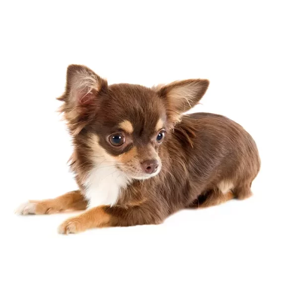 cachorros bogota CHIHUAHUA