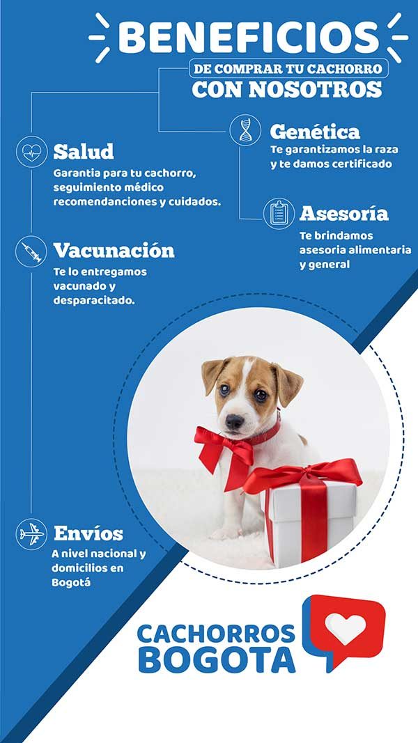Cachorros Bogotá Flyer Cachorros Bogotá Flyer Beneficios