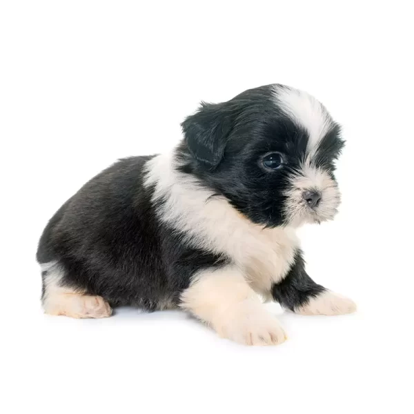 cachorros bogota ShihTzu 1